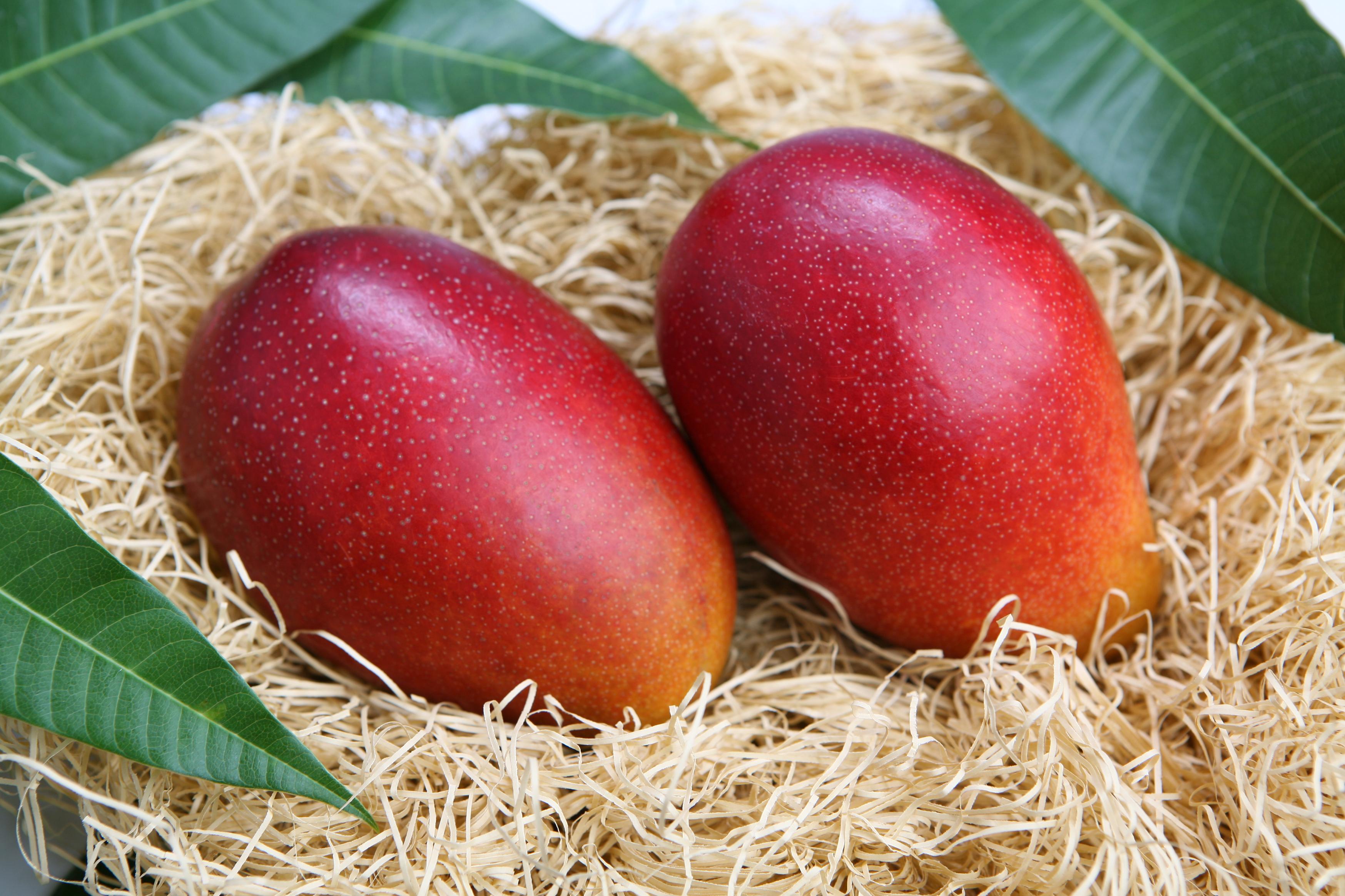 マンゴーの予約受付開始しました 宮古島の旬なマンゴー如何ですか O